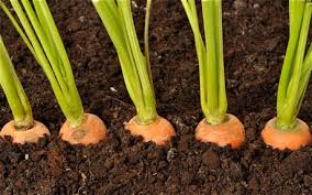 carrot