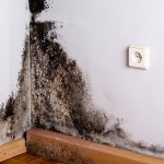Black mold in the corner of room wall
