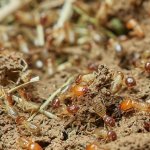 selling a house with termites