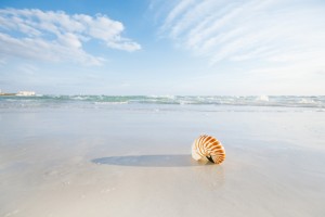 nautilus shell on white Florida beach sand under sun light, shallow dof