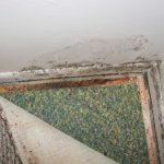 How To Kill Mold