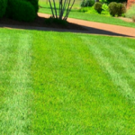 Lawn-Care-Mistakes-That-Can-Ruin-Your-Yard-In-Miami